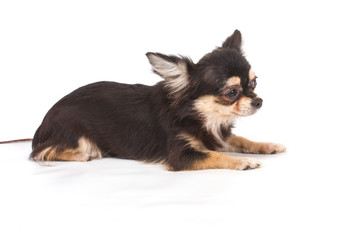 Funny puppy Chihuahua poses on a white background