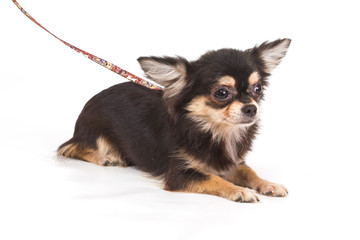 Funny puppy Chihuahua poses on a white background