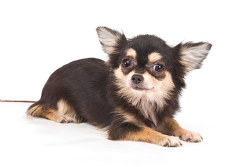 Funny puppy Chihuahua poses on a white background