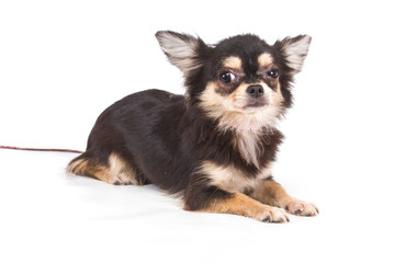 Funny puppy Chihuahua poses on a white background