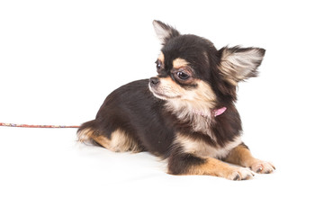 Funny puppy Chihuahua poses on a white background