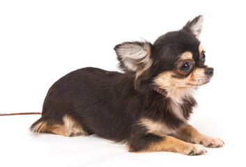 Funny puppy Chihuahua poses on a white background