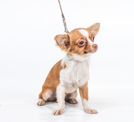 Funny puppy Chihuahua poses on a white background