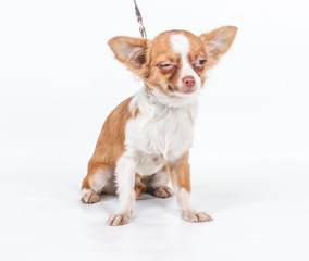 Funny puppy Chihuahua poses on a white background