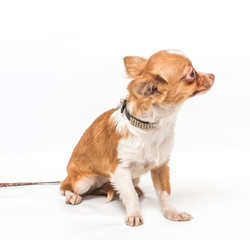 Funny puppy Chihuahua poses on a white background