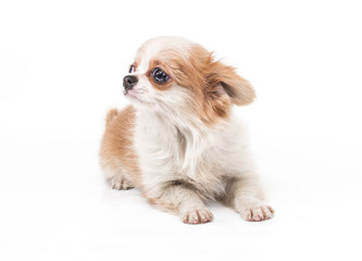 Funny puppy Chihuahua poses on a white background