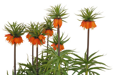 Fritillaria imperialis Rubra common name Crown Imperial © Akova