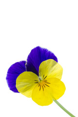 Hornveilchen (Viola cornuta, Stiefmütterchen)