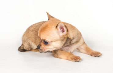 Chihuahua puppy on white background