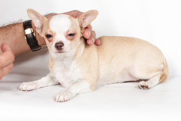 Chihuahua puppy on white background