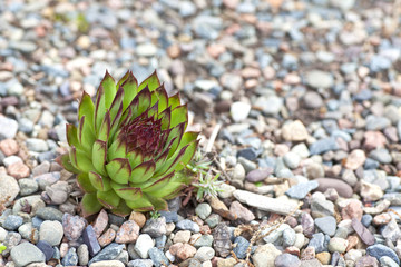 Alpine Garden Succulent