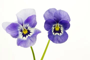 Poster Pansies Violette cornue (Viola cornuta, belle-mère)