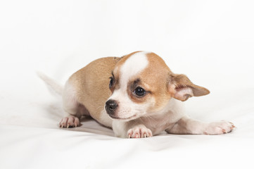 Chihuahua puppy on white background