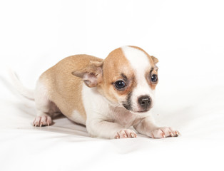 Chihuahua puppy on white background