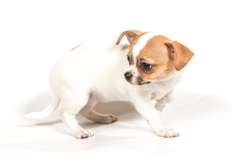 Chihuahua puppy on white background