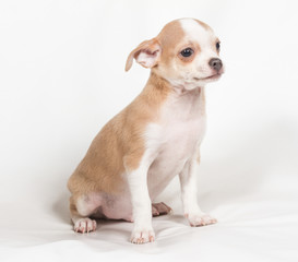 Chihuahua puppy on white background