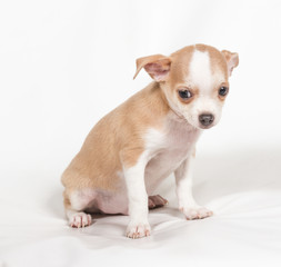 Chihuahua puppy on white background