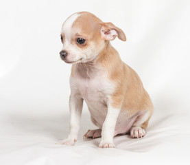 Chihuahua puppy on white background