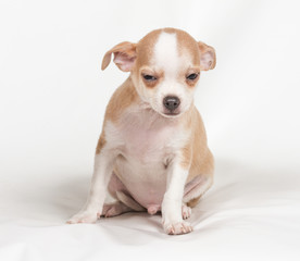 Chihuahua puppy on white background