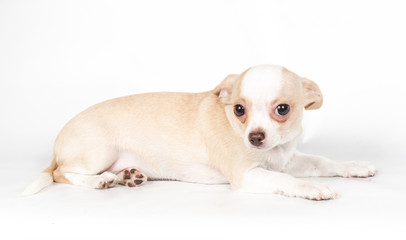 Chihuahua puppy on white background