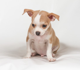 Chihuahua puppy on white background