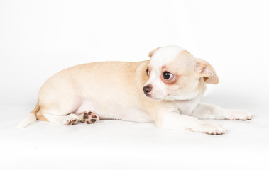 Chihuahua puppy on white background