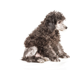 Poodle in front of white background