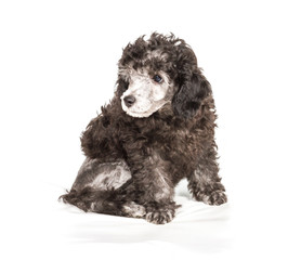 Poodle in front of white background