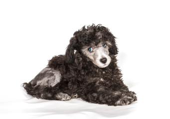 Poodle in front of white background