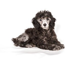 Poodle in front of white background