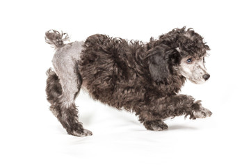 Poodle in front of white background