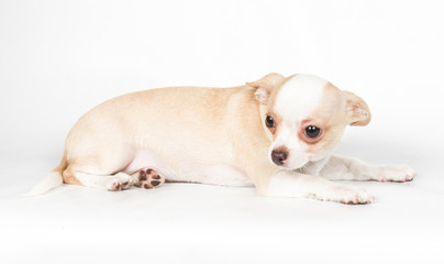 Chihuahua puppy on white background