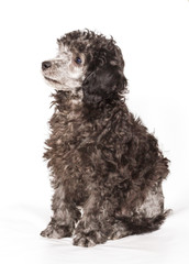 Poodle in front of white background