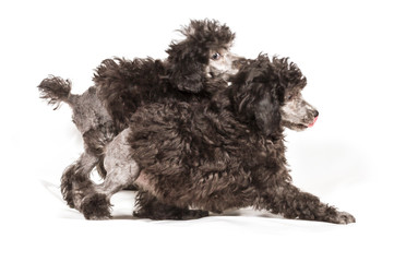 Poodle in front of white background
