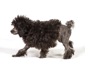 Poodle in front of white background