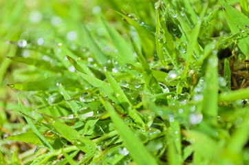 Wet Grass
