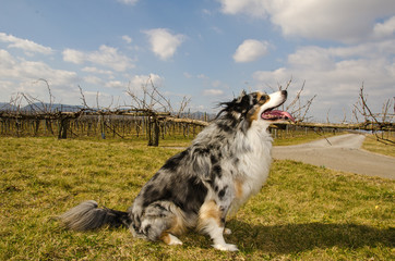 Happy Australian Shepard