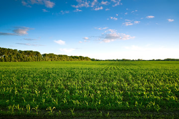 Green field with young corn at sunset © Sunny Forest
