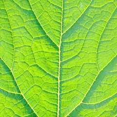 Fototapeta na wymiar Leaf detail