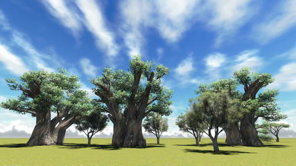 Fototapeta premium African baobabs