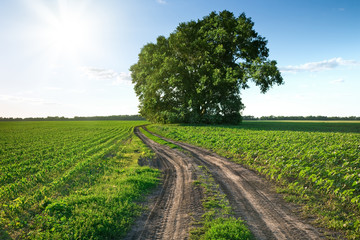 Fototapeta na wymiar Country road through green fields and rows of trees in spring