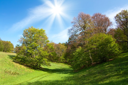 Spring landscape with green grass and trees and blue sky