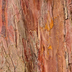 Tree bark