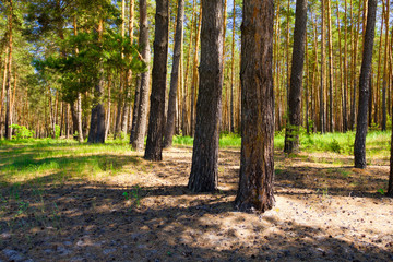 Obraz premium Sunny forest