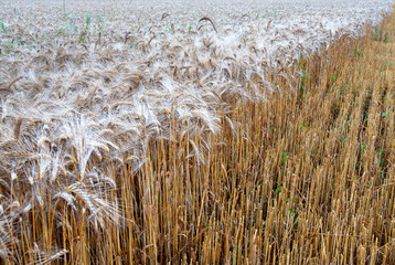 Wheat field