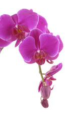 Naklejka na ściany i meble Branch of violet orchid