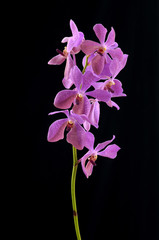Fototapeta na wymiar Phalaenopsis Orchidea na czarny