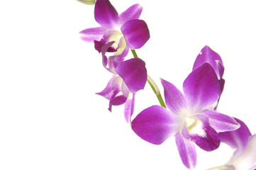 Fototapeta na wymiar Beautiful orchid on white