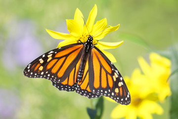 Monarch Butterfly (danaus plexippus) on Woodland Sunflowers