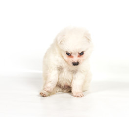 Pomeranian dog isolated on a white background